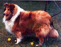 колли