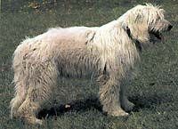 южнорусская овчарка пастушья сторожевая собака