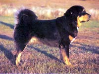 тибетский мастиф охотничья пастушья собака